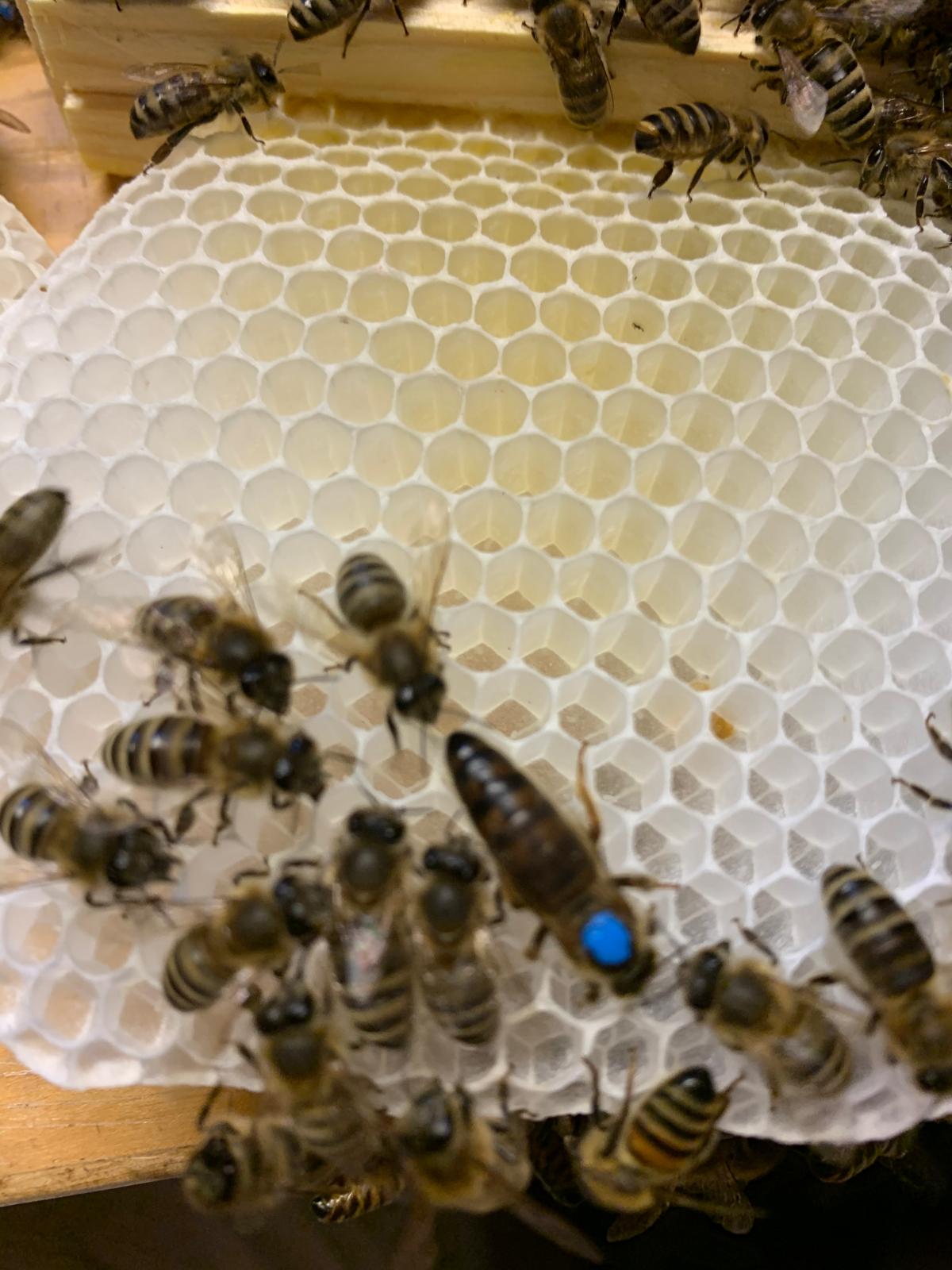 Kraina Queen bee