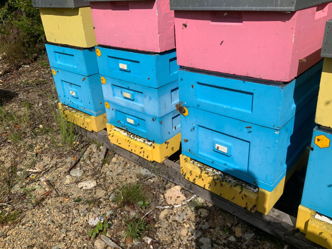 Kraina Queen bee